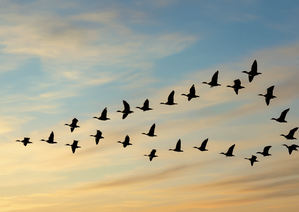 migration